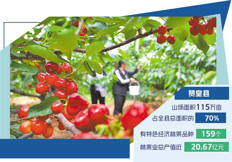 河北省石家庄市赞皇县黄家沟村大棚内,游客在采摘樱桃.