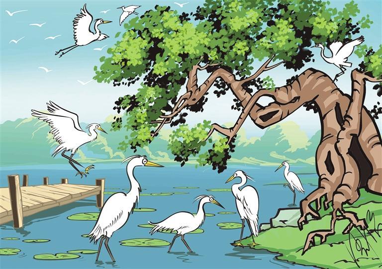 乡村生态美,白鹭舞翩翩