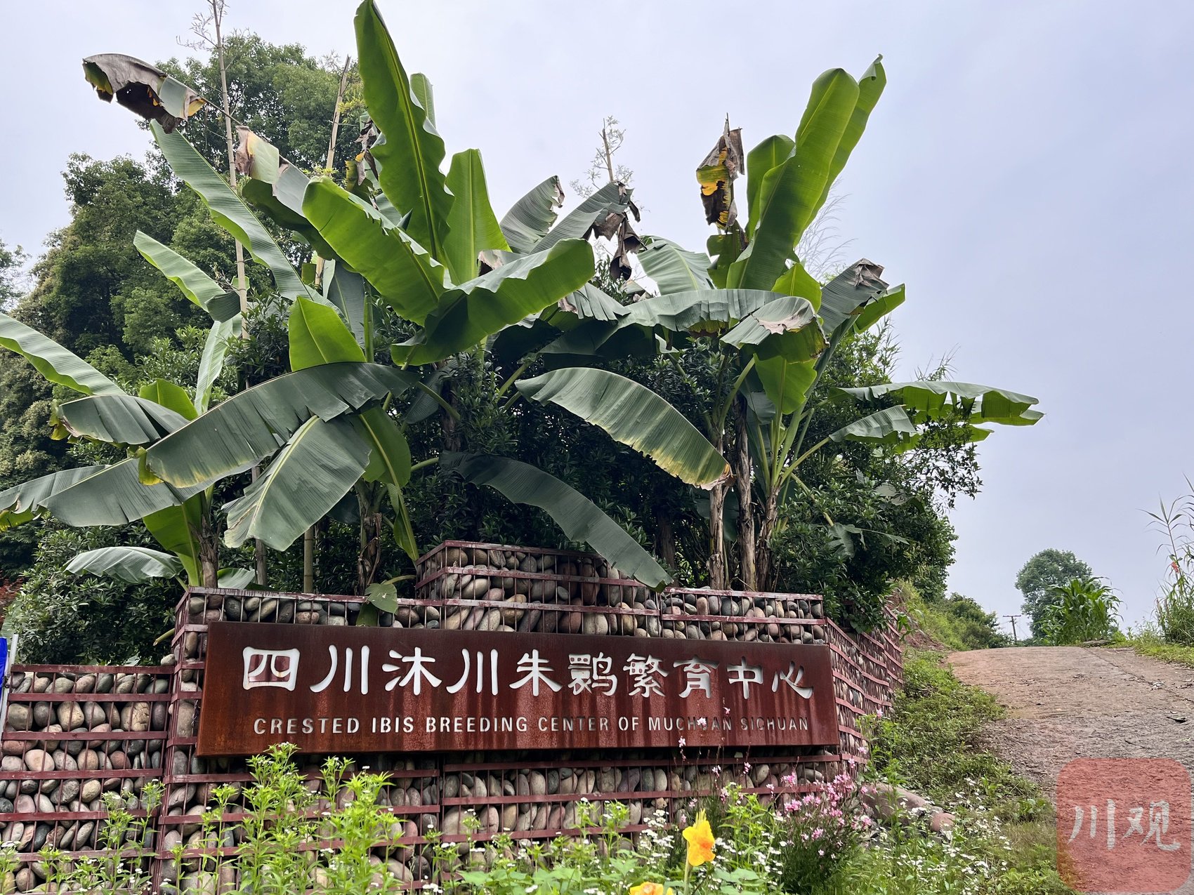 万物竞荣丨2024年首批"四川籍"朱鹮破壳,记者探访"东方宝石"繁育现场