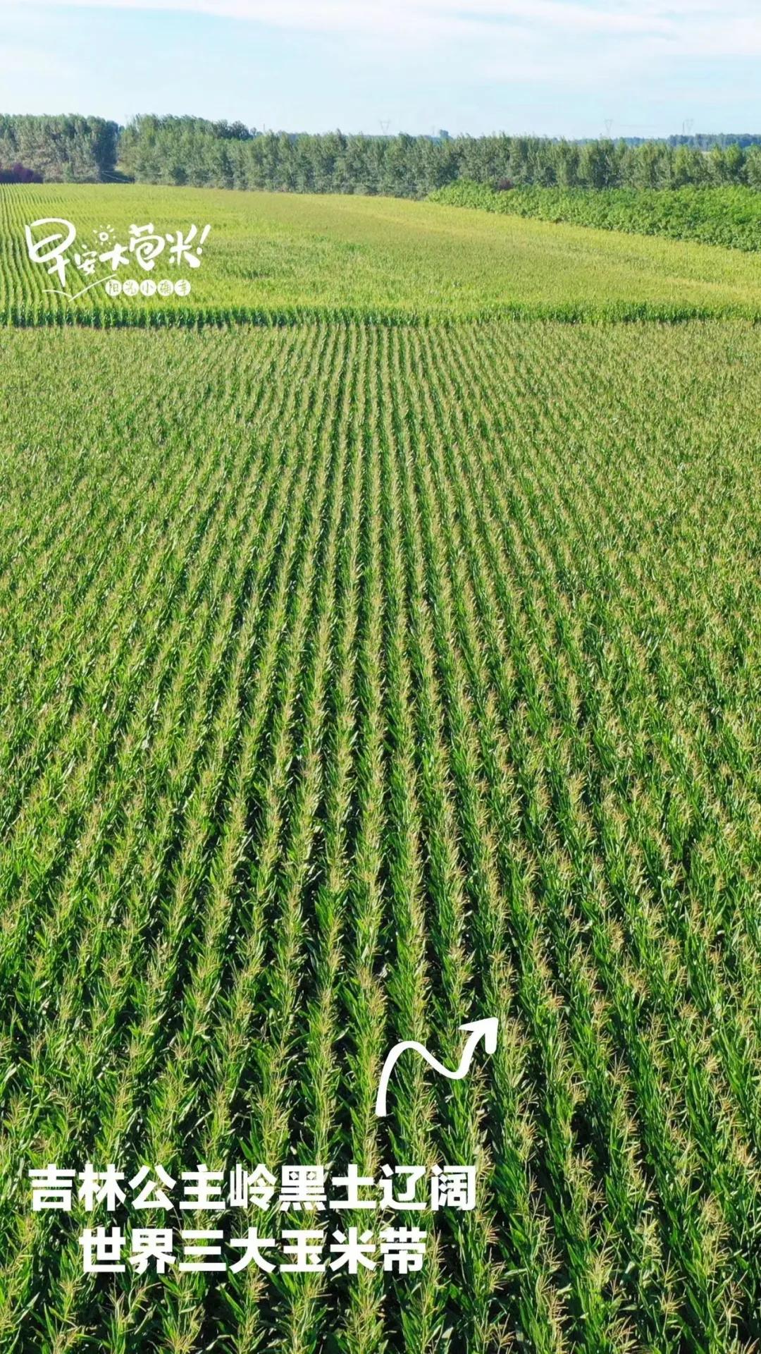 玉米_新浪财经_新浪网