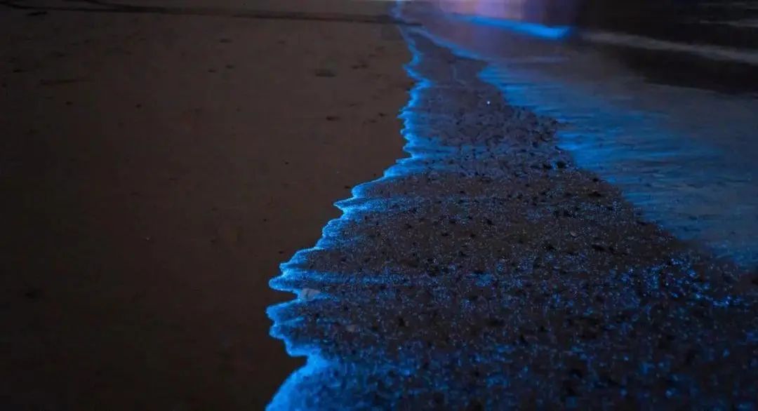 福建平潭海滨"蓝眼泪"景观(来源:央视三农)