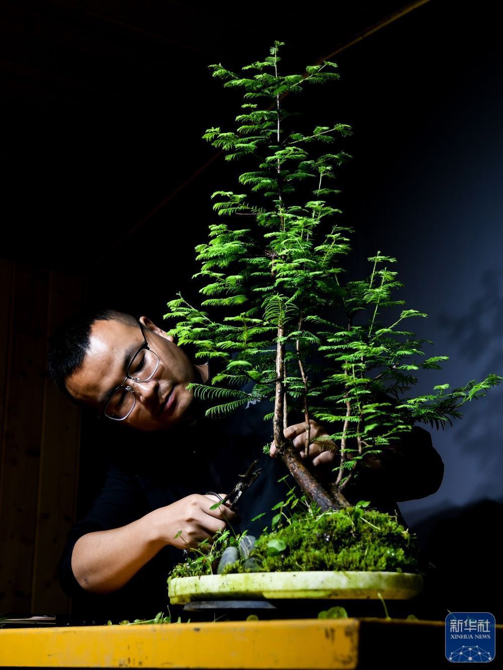 5月2日,在四川省成都市温江区,陈宏宇在工作室对盆景进行修枝.