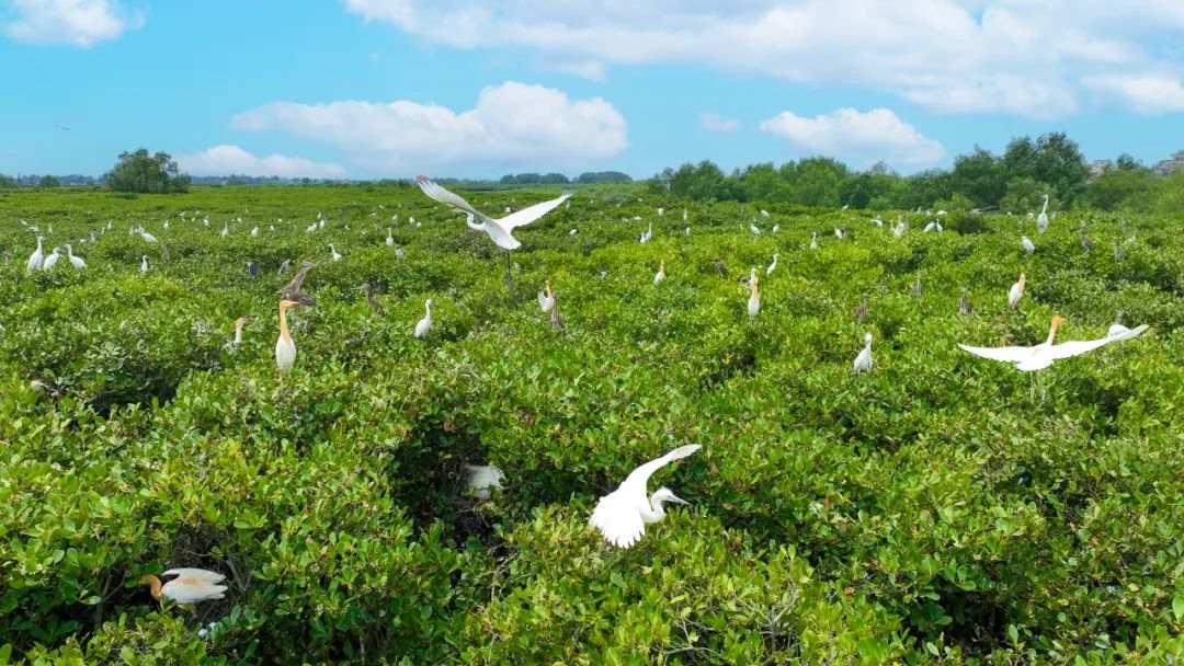 沿海红树林成为鹭鸟繁衍生息的场所。吴东俊 摄
