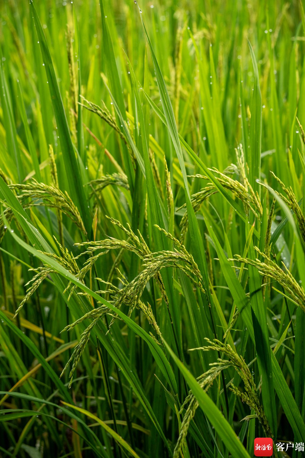原创组图丨海口文毓村里稻花香|水稻_新浪财经_新浪网