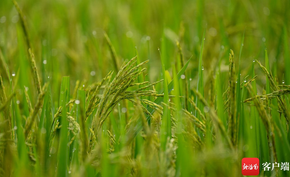 原创组图丨海口文毓村里稻花香|水稻_新浪财经_新浪网