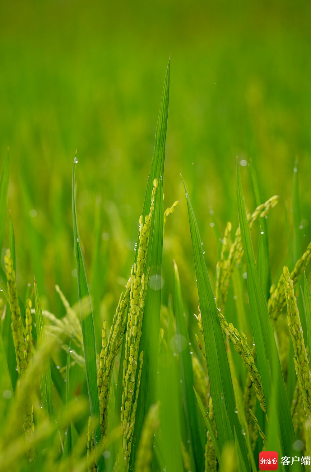 原创组图丨海口文毓村里稻花香|水稻_新浪财经_新浪网