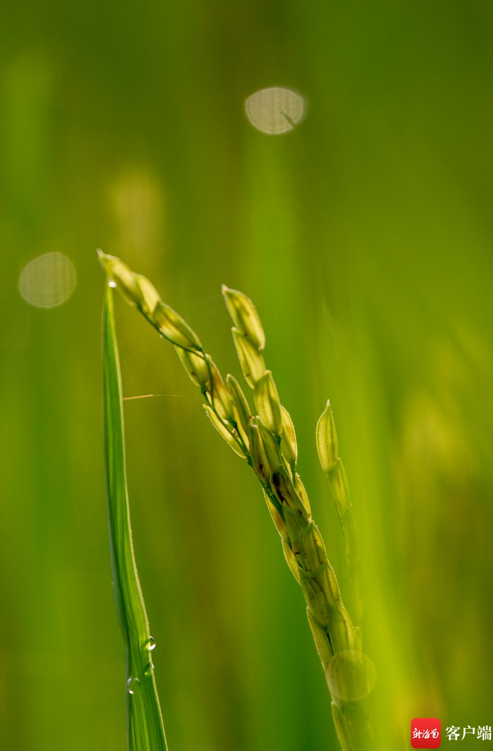 原创组图丨海口文毓村里稻花香|水稻_新浪财经_新浪网