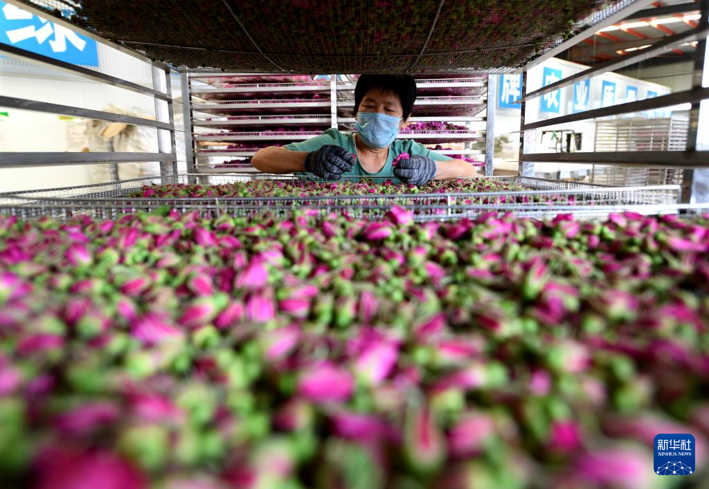 河北阜城:玫瑰产业助增收