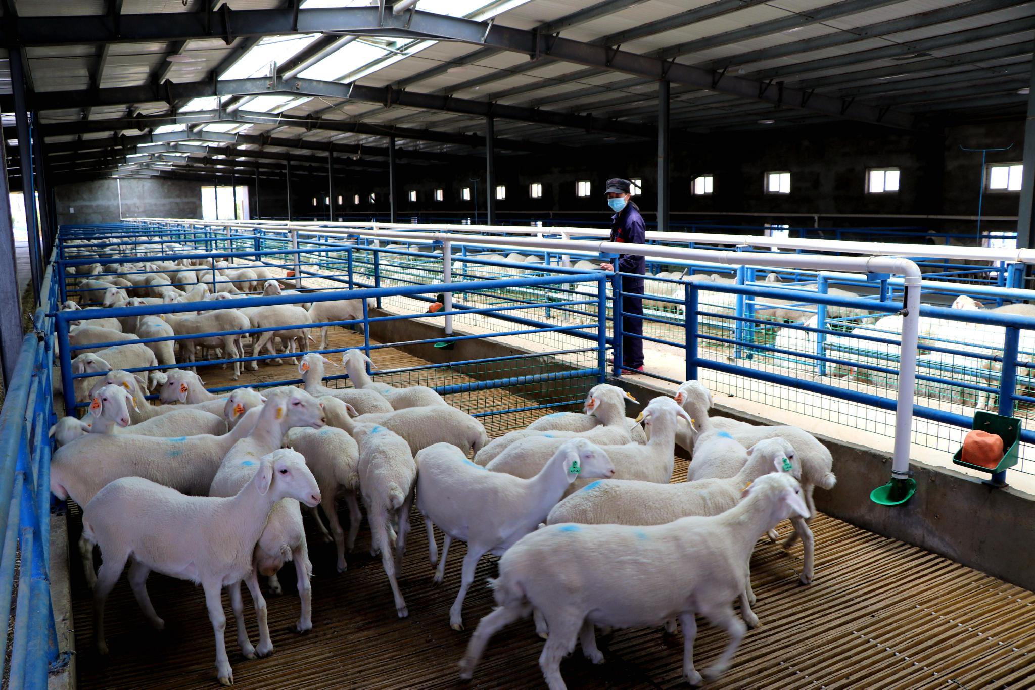 初夏时节,在民勤县纯种湖羊种羊场内,现代化的智能羊舍整齐排列,羊舍