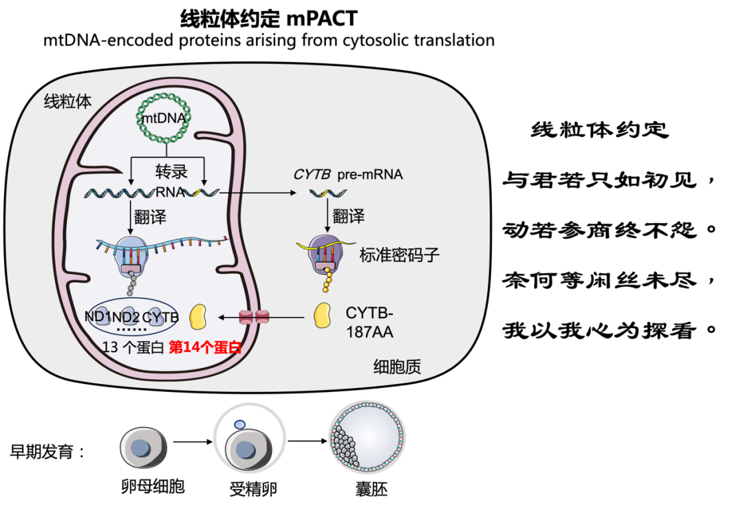 ▲线粒体基因CYTB编码胞质翻译的CYTB-187AA调控早期发育。（受访对象供图）