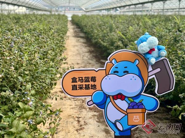 全国首个蓝莓"盒马村"落户蒙自的背后——看好云南 看好蓝莓
