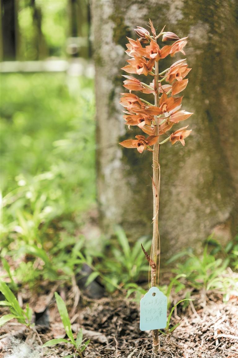 市民逛公园偶遇无叶美冠兰  该植物属于国际贸易公约附录里受保护植物