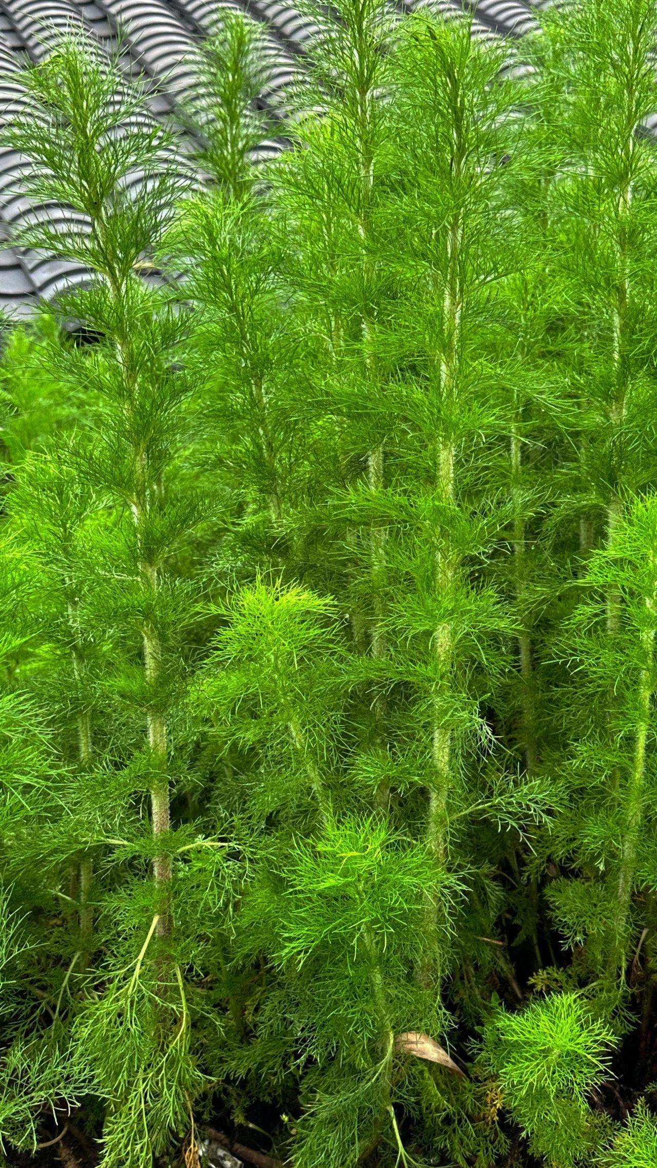 茴香这种植物被广泛使用已有1000多年的历史,最早来自地中海一带,在