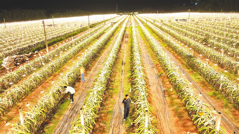 从南到北,从东到西,涵盖荔枝,菠萝蜜,火龙果,榴莲蜜,龙眼,绿橙,芒果