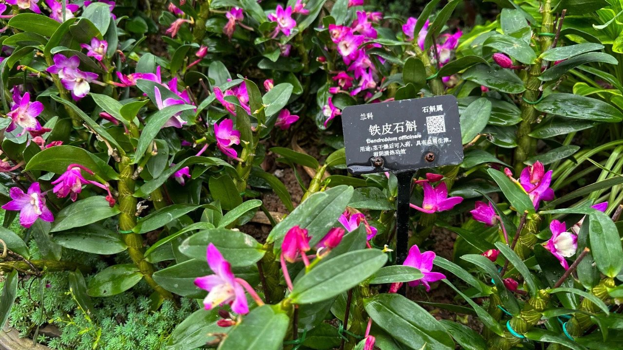 铁皮石斛