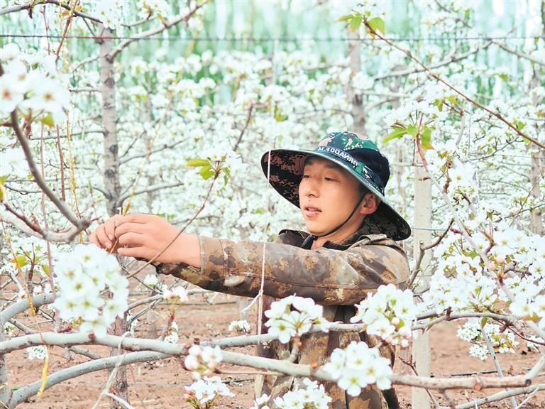 工人对梨树进行疏花。甘肃农垦集团供图