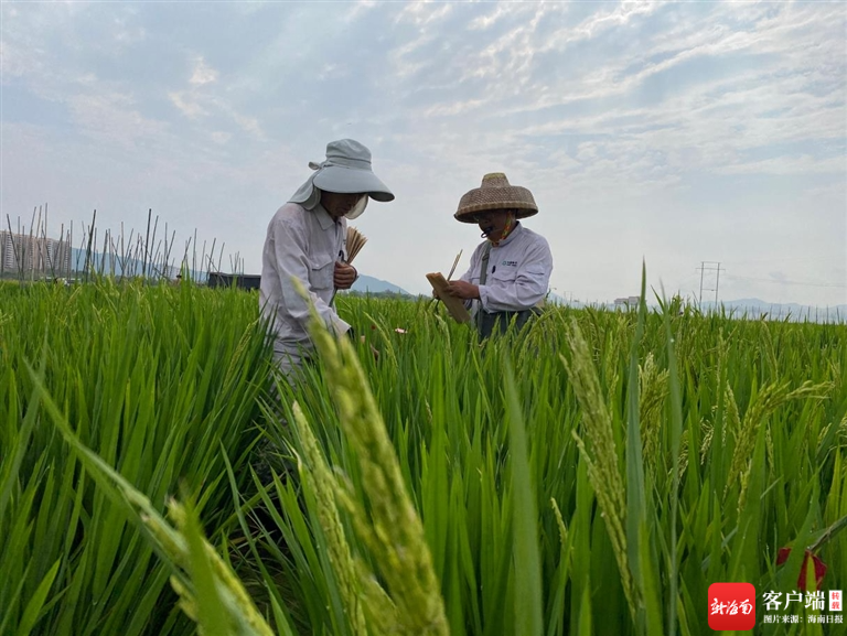 　　科研人员在田间进行水稻杂交取粉工作。（受访者供图)