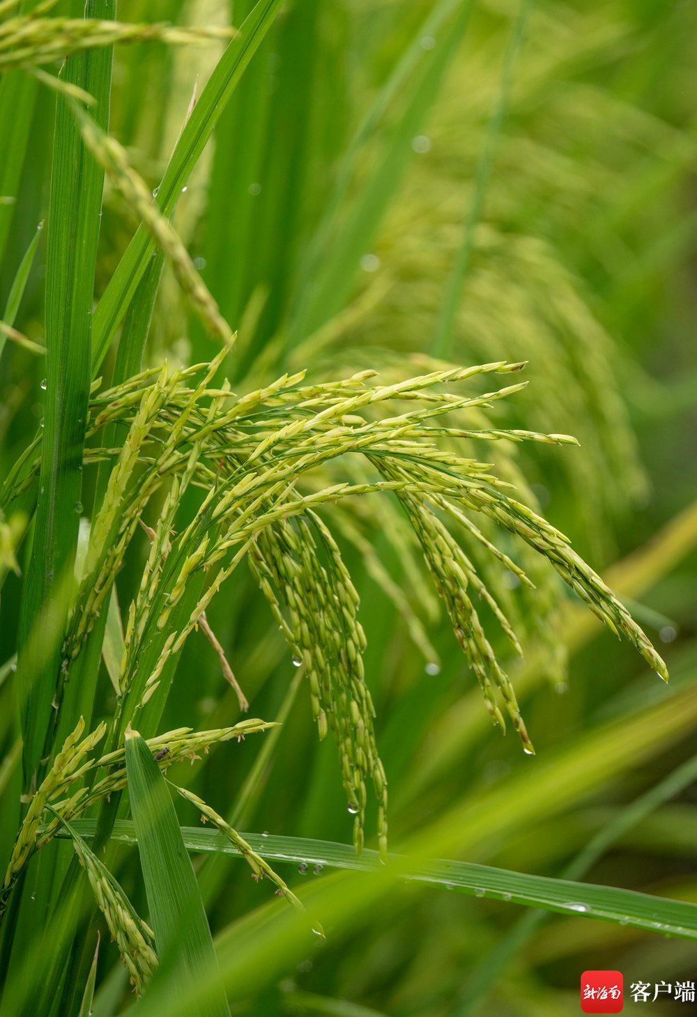 原创组图丨海口文毓村里稻花香|水稻_新浪财经_新浪网
