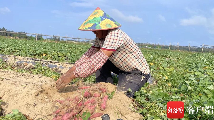 文昌铺前镇1600亩板栗地瓜迎丰收 铺就"甜蜜"致富路