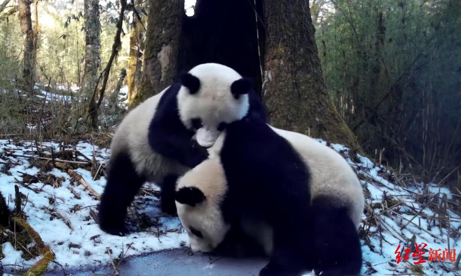 ▲野生大熊猫母子正在玩耍嬉戏