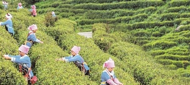 名茶香万里的奇妙之方