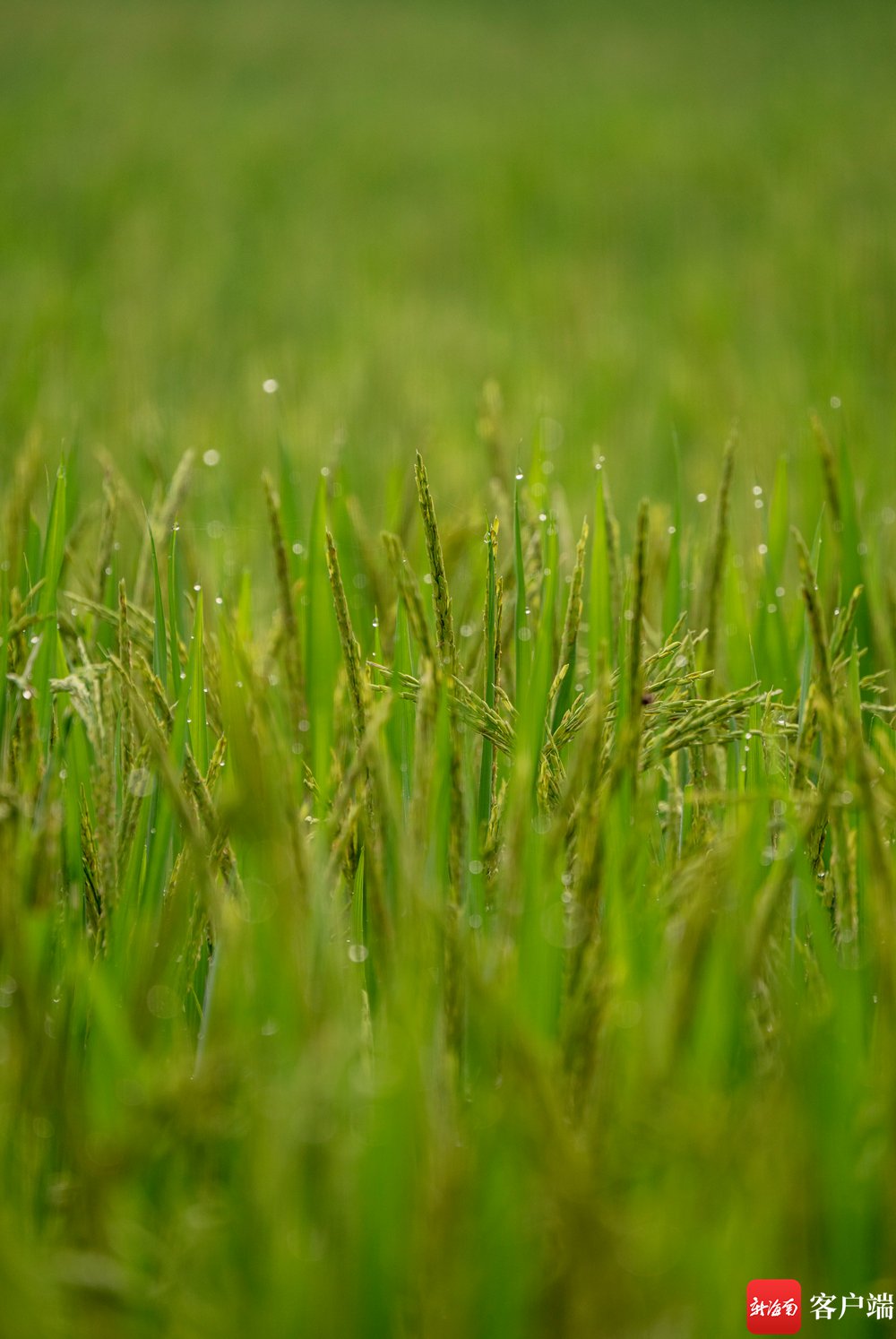 原创组图丨海口文毓村里稻花香|水稻_新浪财经_新浪网
