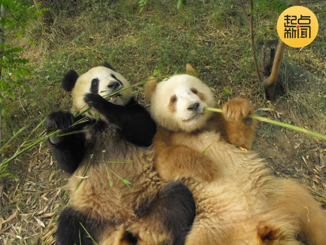 （图右为棕色大熊猫“七仔” ，照片来源于陕西省林业局）