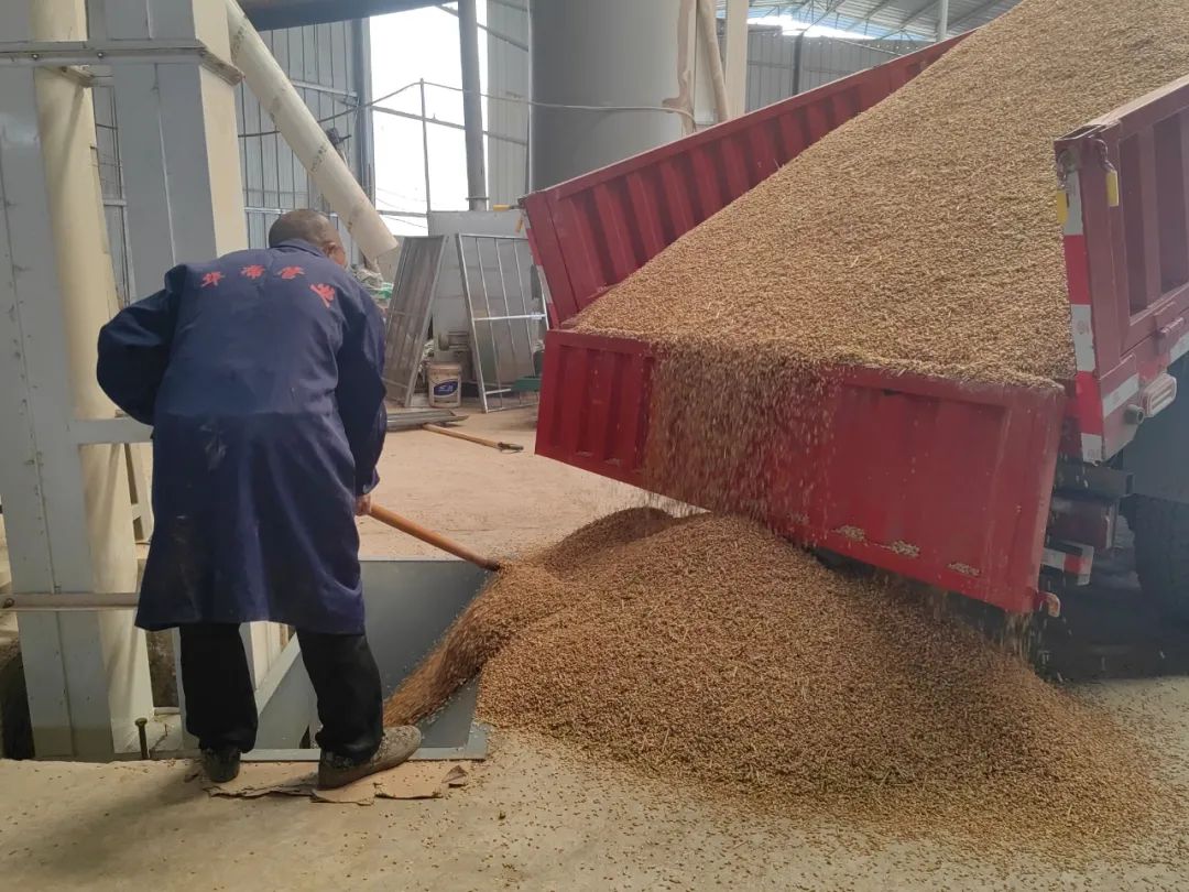 收割后的小麦运往烘干房