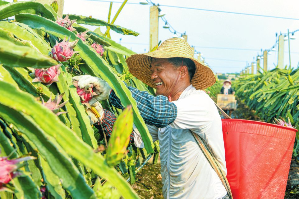 农户正在采收火龙果。海口日报记者 杨鹤 摄