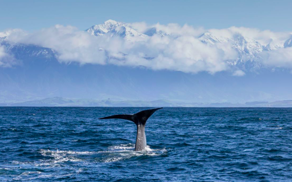 观鲸之旅。图/新西兰旅游局供图