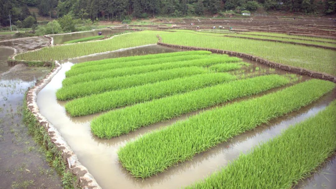 【组图】贵州织金:水稻移栽忙