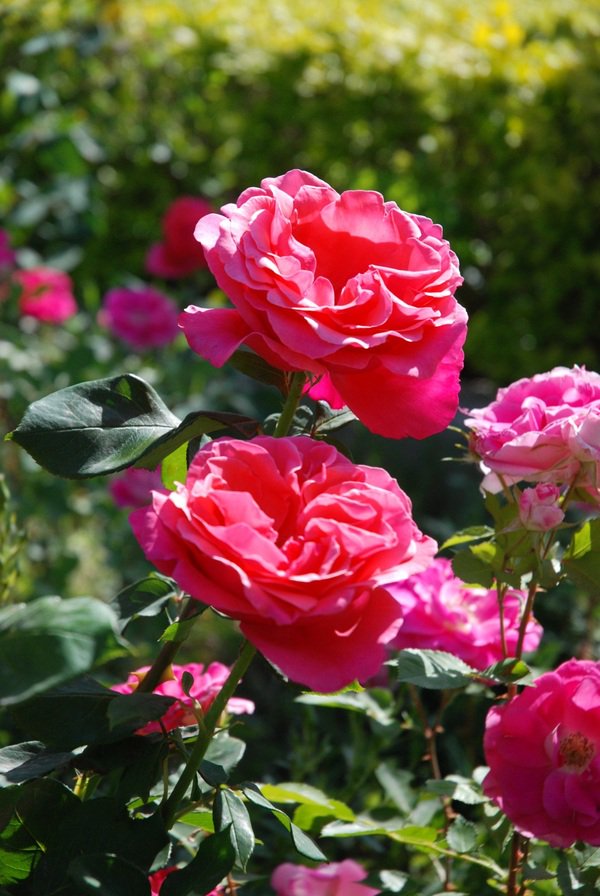 镜头丨瞧,这里的月季花开了!