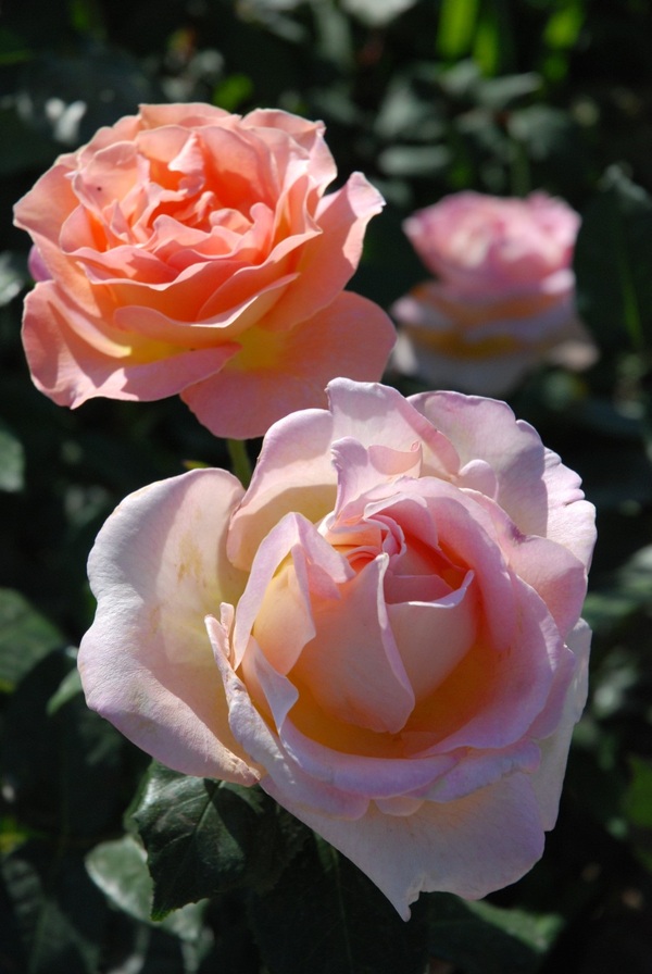 镜头丨瞧,这里的月季花开了!