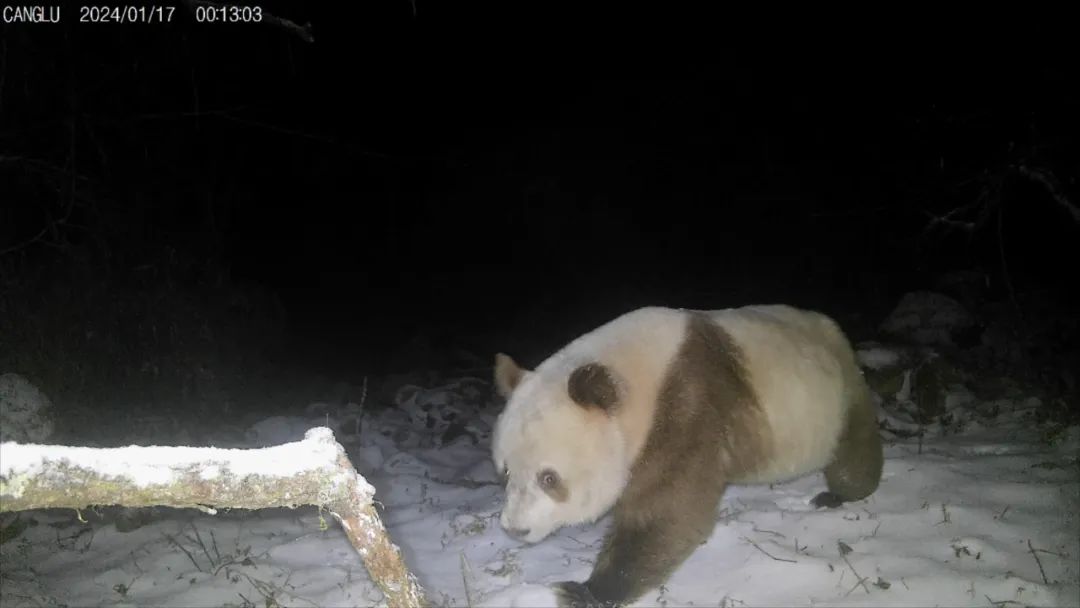 陕西长青国家级自然保护区的红外相机拍摄到野生棕色大熊猫。（视频截图）（陕西长青国家级自然保护区供图）