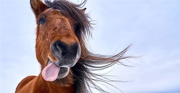 图：马只能用鼻孔呼吸，好在它们的鼻孔很大