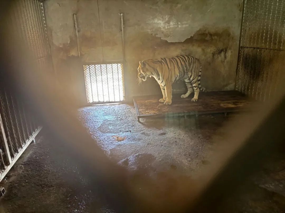 阜阳野生动物园，一只东北虎长期被关在一间“小黑屋”里。图源：《中国慈善家》