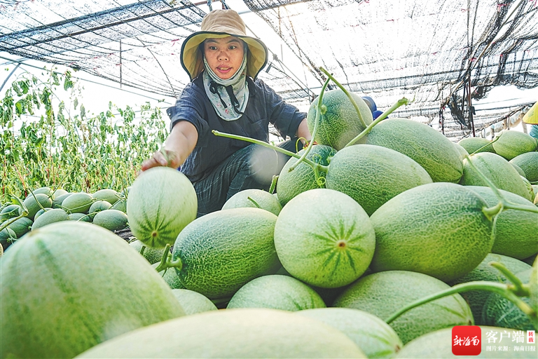 在乐东佛罗镇一蜜瓜种植基地，工人忙着打包装箱蜜瓜。记者 王程龙 摄