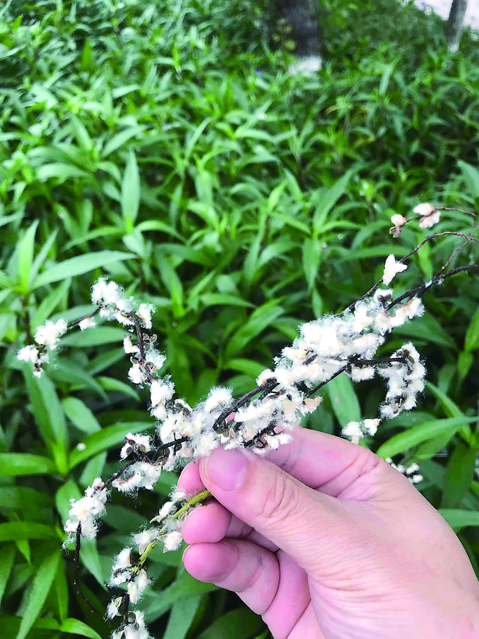 春天的烦恼:柳絮漫天飞 为何不换成别的树?答案来了