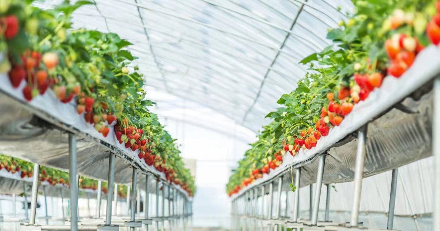 朱轩卿 摄扬州网讯(通讯员 广组萱 李珮 荣耀 记者 朱轩卿) 昨日,首届