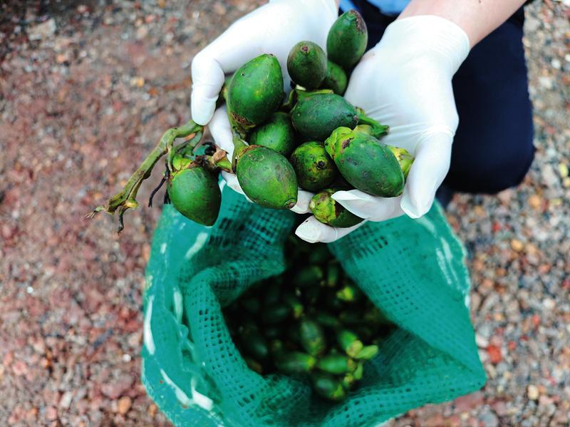 南宁海关打掉4个槟榔走私团伙