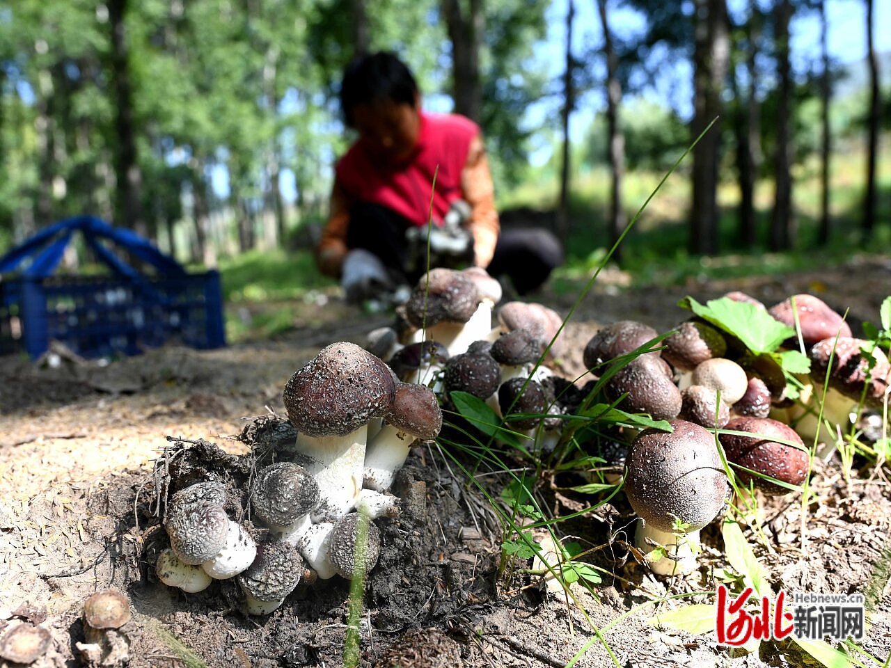 借绿生金,好生态催生好产业!承德持之以恒建设生态保护生态经营生态