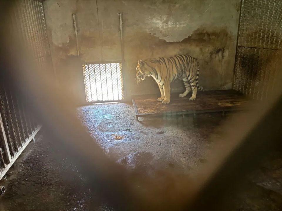 ↑阜阳野生动物园，一只东北虎长期被关在一间“小黑屋”里。图据《中国慈善家》