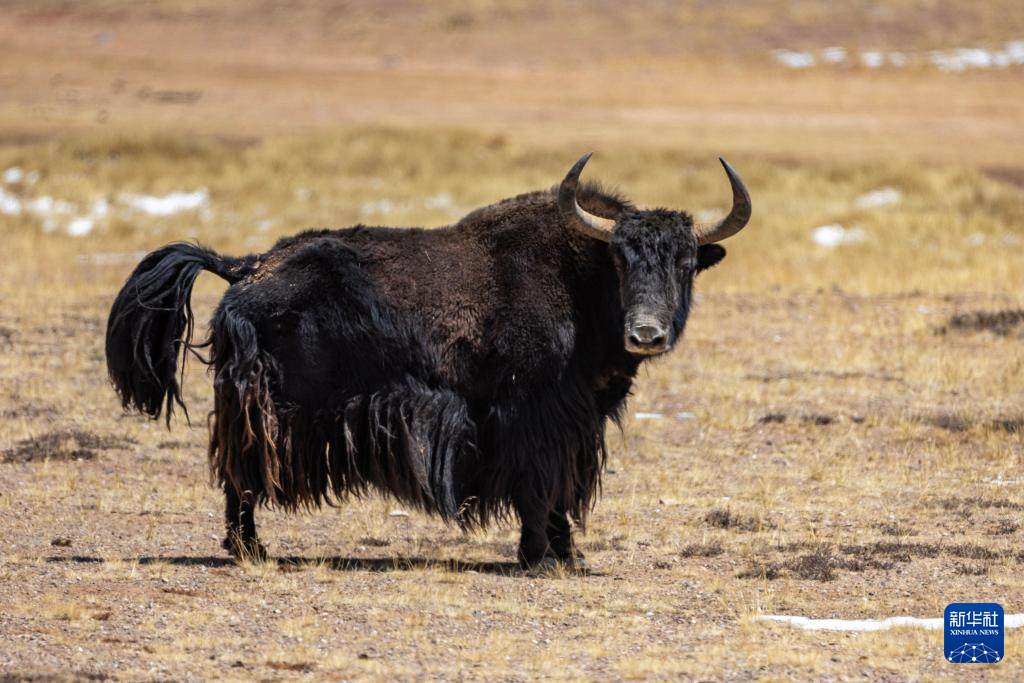 市尼玛县境内的羌塘国家级自然保护区核心区拍摄的野牦牛(5月9日摄)