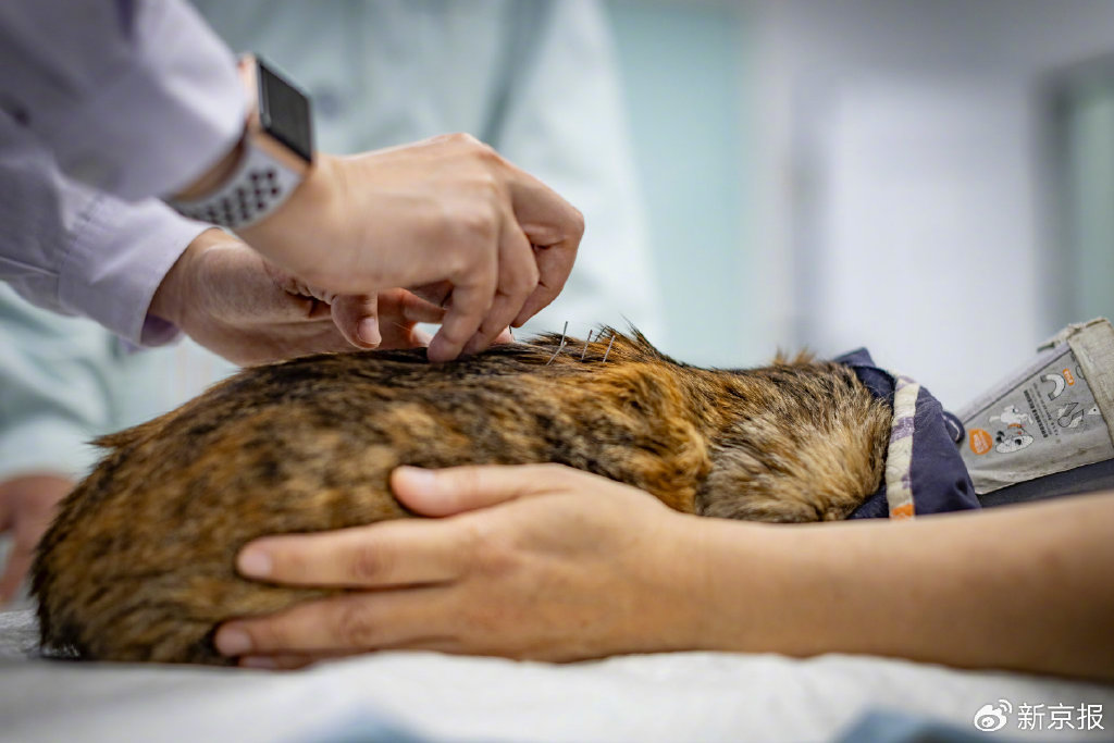 她先用双手轻握住小花的腹股沟处诊脉;又凑近小花的身体,听听声音,闻