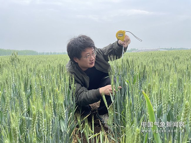 山东省昌乐县气象局工作人员在麦田调查小麦生长情况。邵光灿 摄影