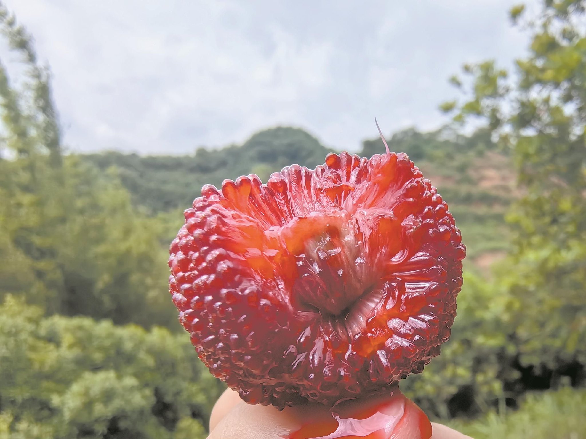 韶关始兴:"果中玛瑙"杨梅抢鲜上市