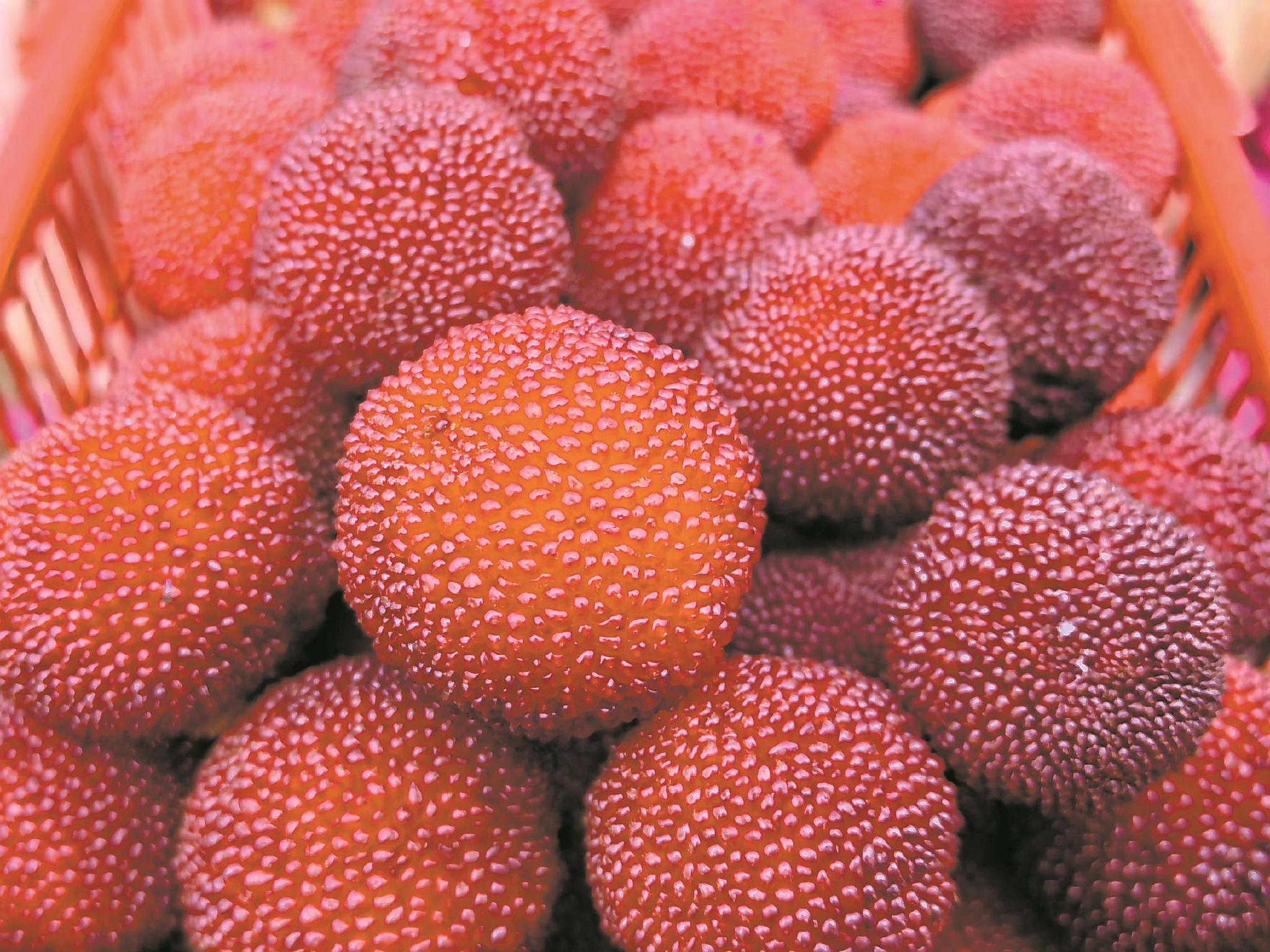 韶关始兴:"果中玛瑙"杨梅抢鲜上市