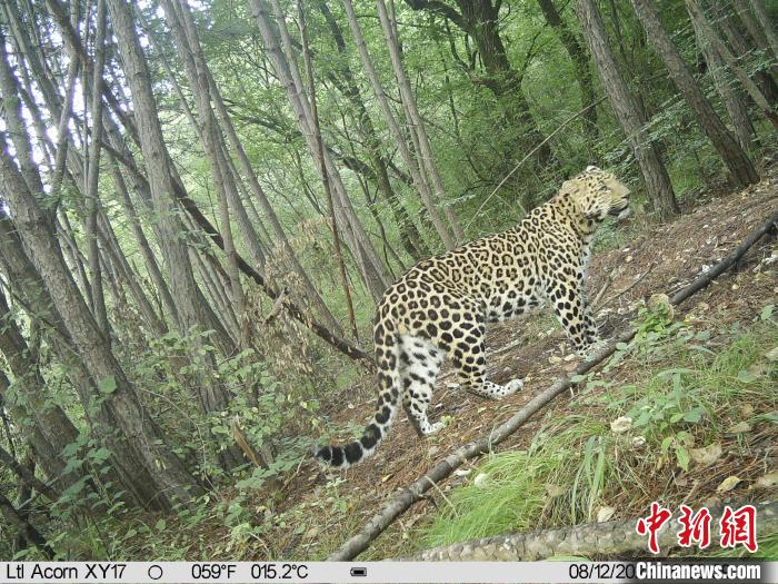 图为红外相机拍摄到的金钱豹。旬邑县林业局供图