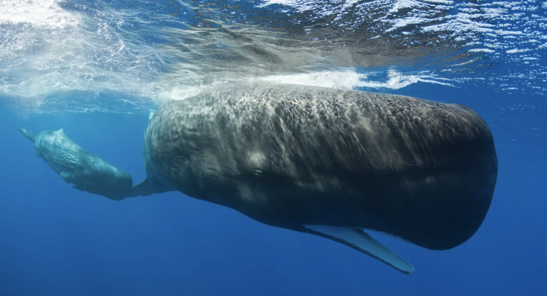 ▲抹香鲸 资料图