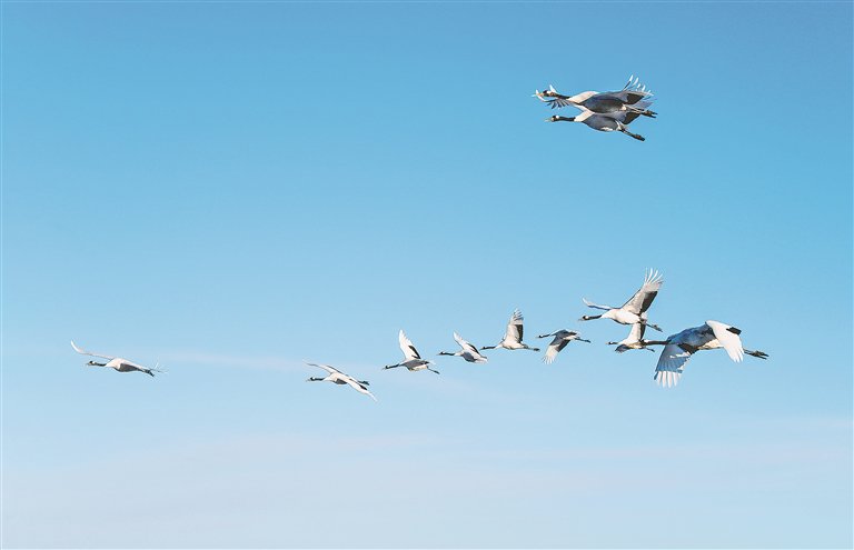 候鸟成队飞翔在林区上空。图片由受访单位提供